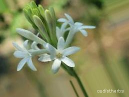 augmented_Polianthes tuberosa flower5_0_7687.jpeg